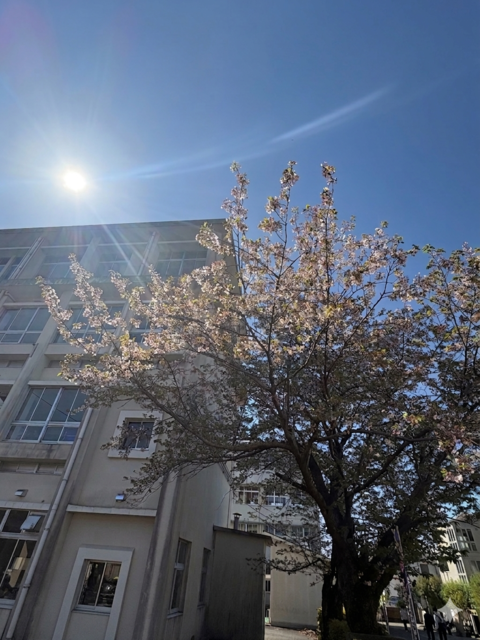 入学式桜